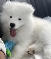 Cumulo, a male Samoyed for sale in Deltona, FL – Photo 2 of 3