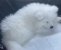 Cumulo, a male Samoyed for sale in Deltona, FL – Photo 1 of 3