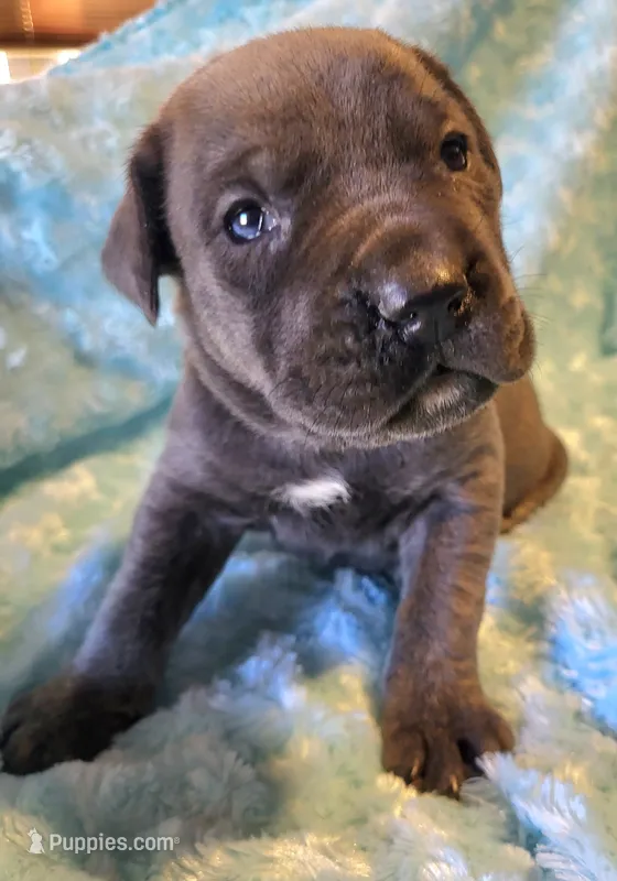 Blue brindle male