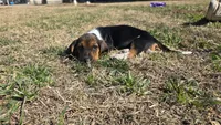 Tiny (the runt), a female Basset Hound for sale in Austin, TX – Photo 4 of 4