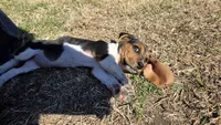 Tiny (the runt), a female Basset Hound for sale in Austin, TX – Photo 3 of 4