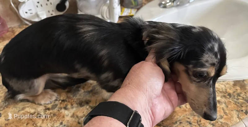 Flossie – Miniature Dachshund puppy for sale in Webster, FL