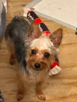 Ozzie, a male Yorkshire Terrier for sale in Webster, FL – 2 of 2