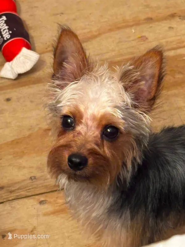 Ozzie – Yorkshire Terrier puppy for sale in Webster, FL