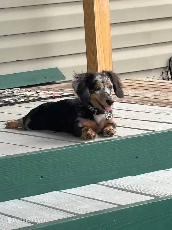 Archie – Miniature Dachshund puppy for sale in Webster, FL