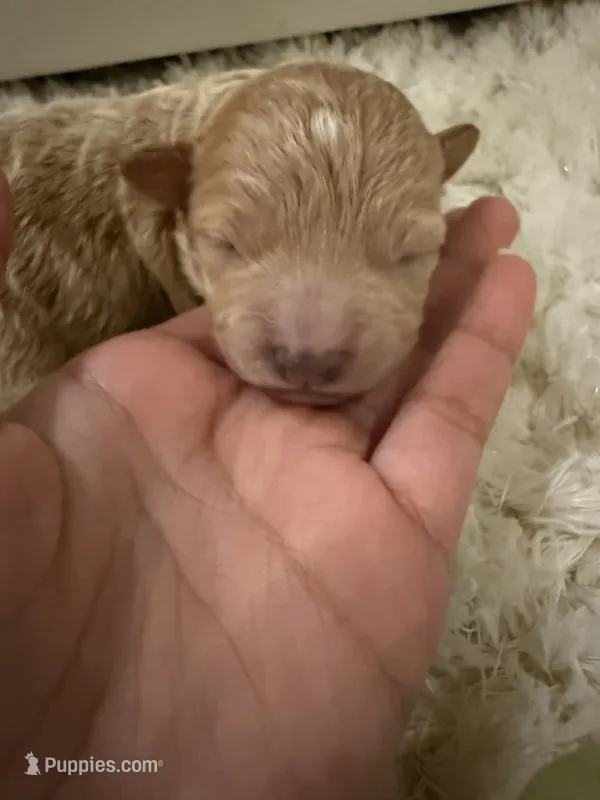 Baby  – Poodle - Toy  puppy for sale in Sioux Falls, SD