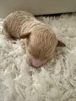 Baby , a female Poodle - Toy  for sale in Sioux Falls, SD – 4 of 5