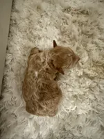 Baby , a female Poodle - Toy  for sale in Sioux Falls, SD – 2 of 5