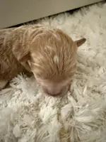 Baby , a female Poodle - Toy  for sale in Sioux Falls, SD – 3 of 5