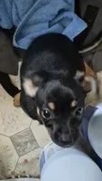 None, a female Chihuahua for sale in Warden, WA – 2 of 4