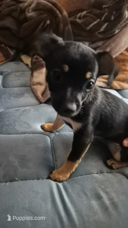 None – Chihuahua puppy for sale in Warden, WA