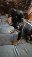 None, a female Chihuahua for sale in Warden, WA – 1 of 4
