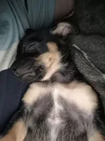 None, a female Chihuahua for sale in Warden, WA – 3 of 4