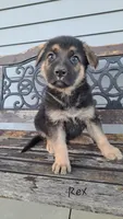 Rex, a male German Shepherd Dog for sale in Grabill, IN – Photo 1 of 3