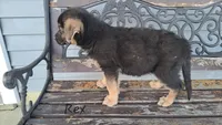 Rex, a male German Shepherd Dog for sale in Grabill, IN – Photo 3 of 3