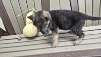 Bella , a female German Shepherd Dog for sale in Grabill, IN – 4 of 6