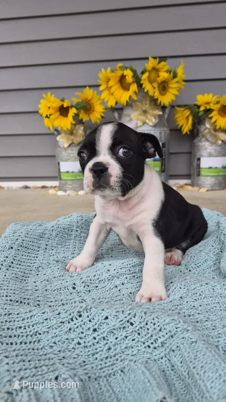 Klanae – Boston Terrier puppy for sale in Grabill, IN