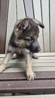 Bella , a female German Shepherd Dog for sale in Grabill, IN – 5 of 6
