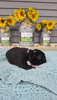 Karace, a female Boston Terrier for sale in Grabill, IN – 3 of 3