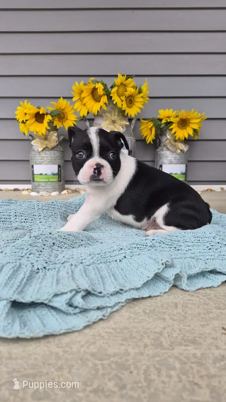 Kenry – Boston Terrier puppy for sale in Grabill, IN