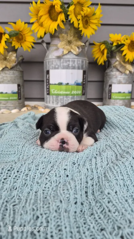 Kloylen – Boston Terrier puppy for sale in Grabill, IN