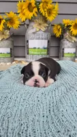 Kloylen, a male Boston Terrier for sale in Grabill, IN – 1 of 3