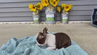 Klivina, a female Boston Terrier for sale in Grabill, IN – 4 of 4