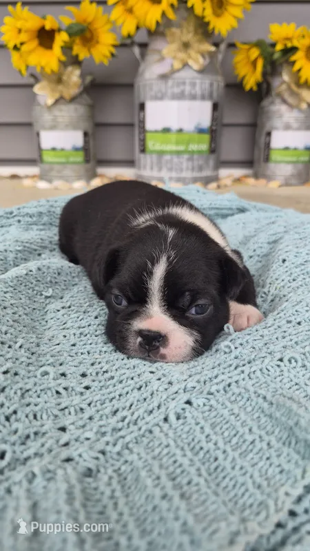 Karace – Boston Terrier puppy for sale in Grabill, IN