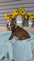 Kora, a female Boston Terrier for sale in Grabill, IN – 2 of 3