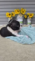 Klanae, a female Boston Terrier for sale in Grabill, IN – 3 of 3