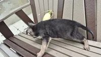 Bella , a female German Shepherd Dog for sale in Grabill, IN – 6 of 6