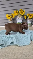 Kora, a female Boston Terrier for sale in Grabill, IN – 3 of 3