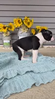 Kenry, a male Boston Terrier for sale in Grabill, IN – 2 of 3