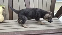 Bella , a female German Shepherd Dog for sale in Grabill, IN – 3 of 6