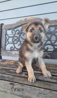 Kiara, a female German Shepherd Dog for sale in Grabill, IN – Photo 1 of 3