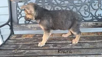 Kiara, a female German Shepherd Dog for sale in Grabill, IN – Photo 2 of 3