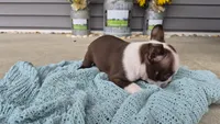 Klivina, a female Boston Terrier for sale in Grabill, IN – 2 of 4