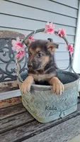 Kala, a female German Shepherd Dog for sale in Grabill, IN – Photo 1 of 3