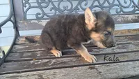 Kala, a female German Shepherd Dog for sale in Grabill, IN – Photo 2 of 3