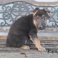 Kendra, a female German Shepherd Dog for sale in Grabill, IN – Photo 2 of 3