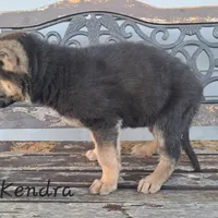 Kendra, a female German Shepherd Dog for sale in Grabill, IN – Photo 3 of 3