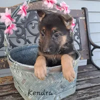 Kendra, a female German Shepherd Dog for sale in Grabill, IN – Photo 1 of 3