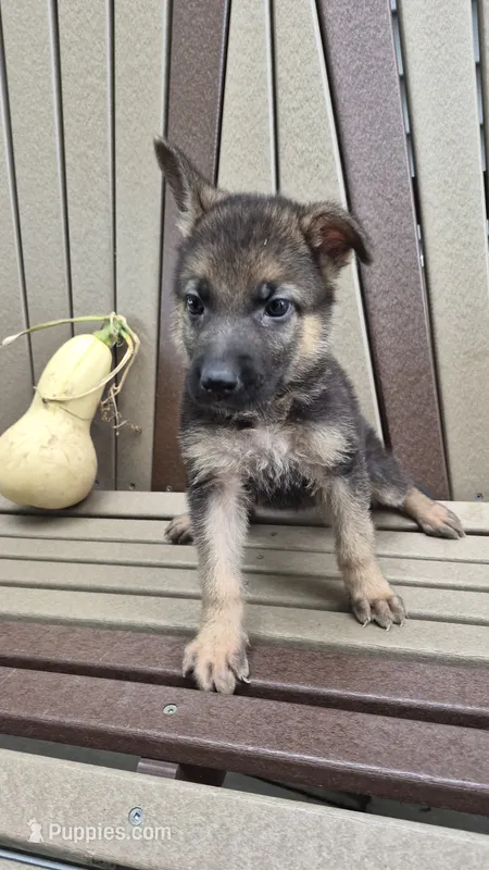 Bella  – German Shepherd Dog puppy for sale in Grabill, IN