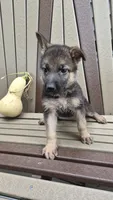 Bella , a female German Shepherd Dog for sale in Grabill, IN – 1 of 6