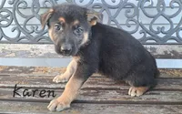 Karen, a female German Shepherd Dog for sale in Grabill, IN – Photo 2 of 3