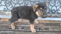 Karen, a female German Shepherd Dog for sale in Grabill, IN – Photo 3 of 3
