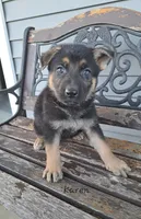Karen, a female German Shepherd Dog for sale in Grabill, IN – Photo 1 of 3