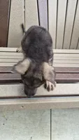 Bella , a female German Shepherd Dog for sale in Grabill, IN – 2 of 6