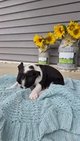 Klanae, a female Boston Terrier for sale in Grabill, IN – 2 of 3
