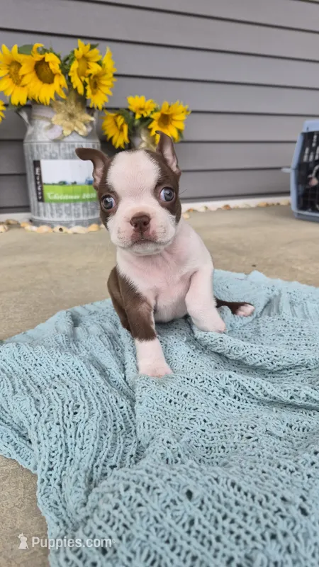 Klivina – Boston Terrier puppy for sale in Grabill, IN
